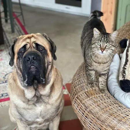 Bed & Breakfast Maison Circe Loupiac (Gironde)