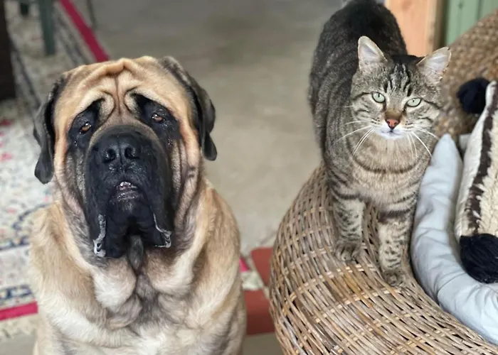 Nocleg ze śniadaniem Maison Circe Loupiac (Gironde)